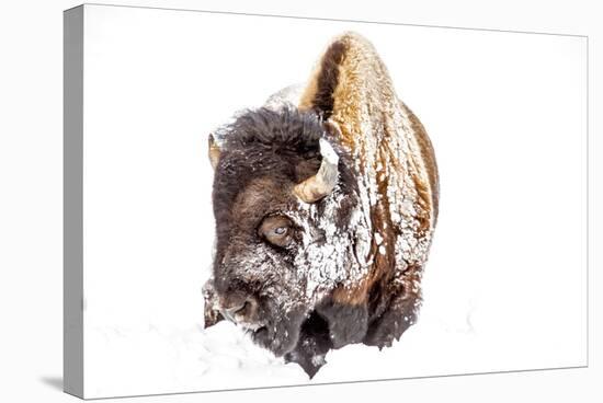 Bison Bull Foraging in Deep Snow in Yellowstone NP, WYoming, Usa-Chuck Haney-Premier Image Canvas