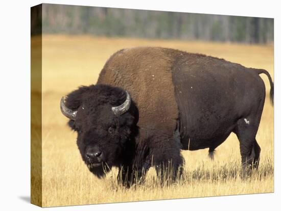 Bison Bull Grazes in a Meadow in Yellowstone National Park, Montana, USA-Steve Kazlowski-Premier Image Canvas