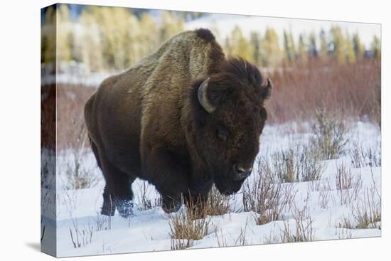 Bison Bull. Late Winter-Ken Archer-Premier Image Canvas