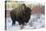 Bison Bull. Late Winter-Ken Archer-Premier Image Canvas