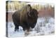 Bison Bull. Late Winter-Ken Archer-Premier Image Canvas