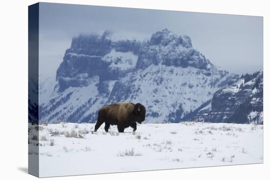 Bison bull on the move-Ken Archer-Premier Image Canvas