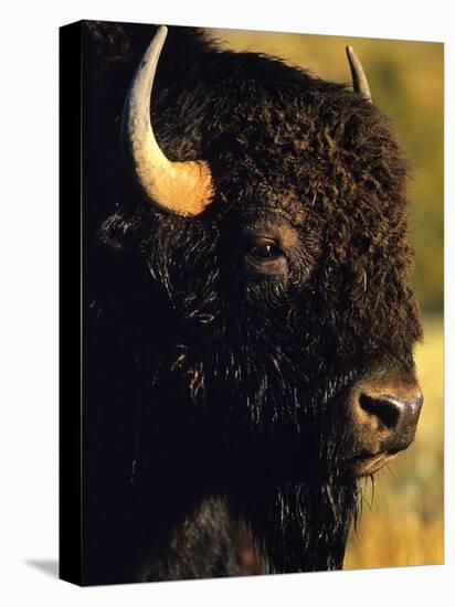 Bison Bull Portrait-Chuck Haney-Premier Image Canvas