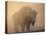 Bison, Bull Silhouetted in Dawn Mist, Yellowstone National Park, USA-Pete Cairns-Premier Image Canvas