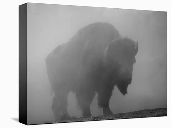 Bison, Bull Silhouetted in Dawn Mist, Yellowstone National Park, USA-Pete Cairns-Premier Image Canvas