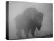 Bison, Bull Silhouetted in Dawn Mist, Yellowstone National Park, USA-Pete Cairns-Premier Image Canvas