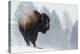 Bison Bull, Winter Storm-Ken Archer-Premier Image Canvas