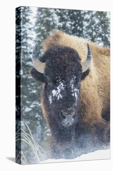Bison Bull, winter wind and snowstorm-Ken Archer-Premier Image Canvas