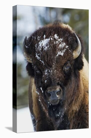 Bison Bull, Winter-Ken Archer-Premier Image Canvas