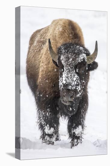 Bison bull with snowy face in Yellowstone National Park, Wyoming, USA-Chuck Haney-Premier Image Canvas
