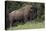 Bison Bull, Yellowstone National Park-Ken Archer-Premier Image Canvas