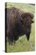 Bison Bull-Ken Archer-Premier Image Canvas