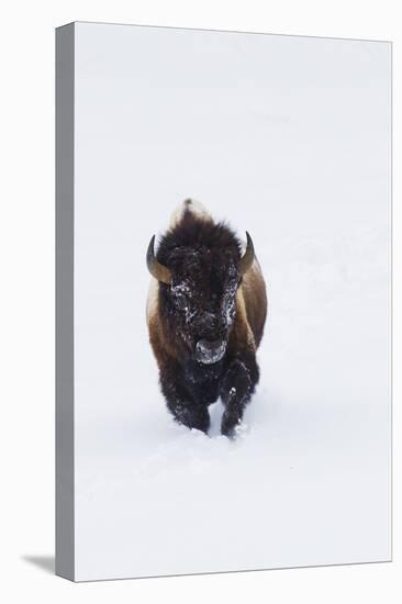 Bison Bull-Ken Archer-Premier Image Canvas