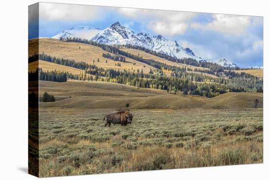 Bison by Electric Peak (YNP)-Galloimages Online-Premier Image Canvas