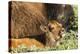 Bison Calf in Theodore Roosevelt National Park, North Dakota, Usa-Chuck Haney-Premier Image Canvas