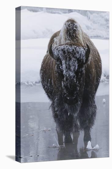 Bison Covered in Frost-W^ Perry Conway-Premier Image Canvas