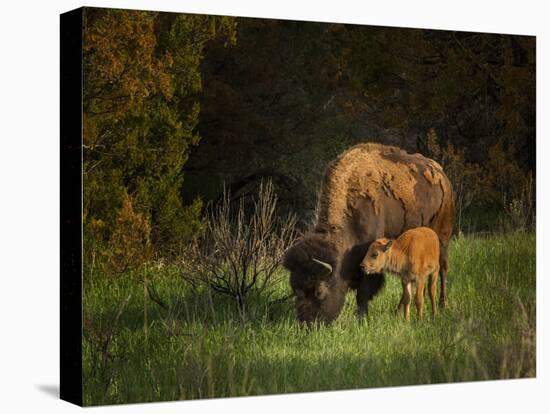 Bison Cow and Calf-Galloimages Online-Premier Image Canvas