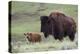 Bison Cow with Calf-Ken Archer-Premier Image Canvas