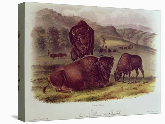 Bison from Quadrupeds of North America (1842-5)-John James Audubon-Premier Image Canvas