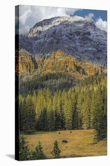 Bison Grazing In The Yellowstone Grand Landscape-Galloimages Online-Stretched Canvas