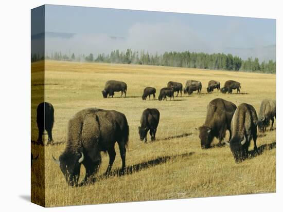 Bison Grazing in Yellowstone National Park, Wyoming, USA-Roy Rainford-Premier Image Canvas