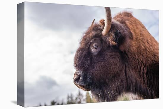 Bison Head With Cloudy Sky-null-Stretched Canvas