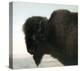 Bison Head-Albert Bierstadt-Stretched Canvas