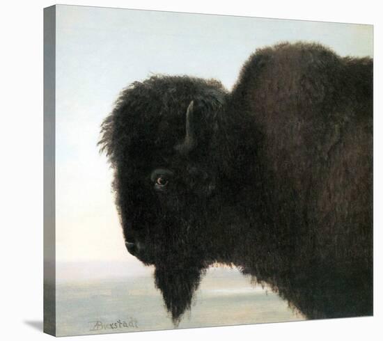 Bison Head-Albert Bierstadt-Stretched Canvas