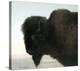 Bison Head-Albert Bierstadt-Stretched Canvas