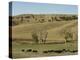 Bison Herd, Custer State Park, Black Hills, South Dakota, United States of America, North America-Pitamitz Sergio-Premier Image Canvas