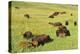 Bison Herd Custer State Park, South Dakota-Richard and Susan Day-Premier Image Canvas