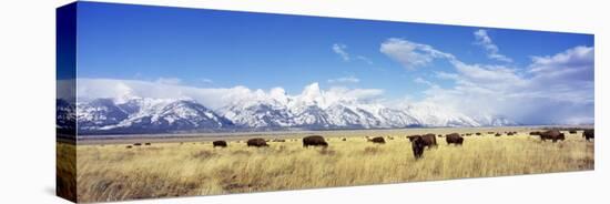 Bison Herd, Grand Teton National Park, Wyoming, USA-null-Premier Image Canvas