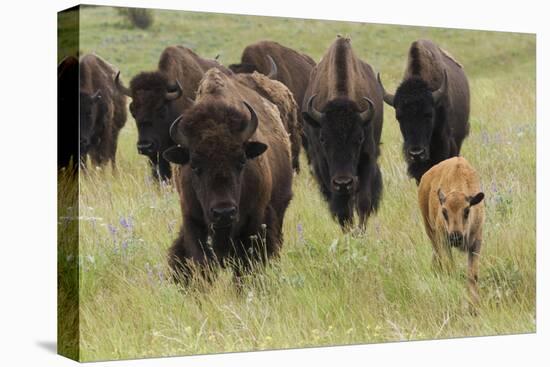 Bison Herd with Calf-Ken Archer-Premier Image Canvas