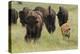 Bison Herd with Calf-Ken Archer-Premier Image Canvas