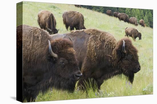 Bison Herd, Yellowstone National Park-Ken Archer-Premier Image Canvas