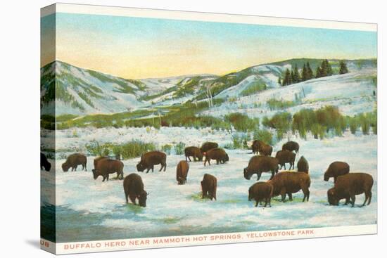 Bison Herd, Yellowstone National Park-null-Stretched Canvas