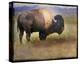 Bison I-Chris Vest-Stretched Canvas