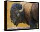 Bison II-Chris Vest-Stretched Canvas