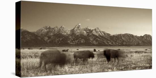 Bison in a Meadow with the Teton Mountain Range as a Backdrop, Grand Teton National Park, Wyoming-Adam Barker-Premier Image Canvas