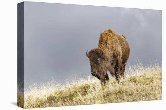 Bison in Fall, Lamar Valley, Yellowstone National Park, Wyoming-Adam Jones-Premier Image Canvas