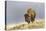 Bison in Fall, Lamar Valley, Yellowstone National Park, Wyoming-Adam Jones-Premier Image Canvas