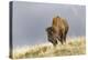 Bison in Fall, Lamar Valley, Yellowstone National Park, Wyoming-Adam Jones-Premier Image Canvas