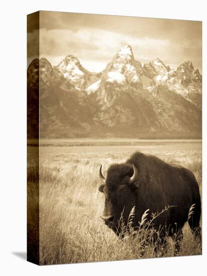 Bison in Grand Teton National Park Wyoming-Justin Bailie-Premier Image Canvas