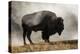 Bison in Mist, Upper Geyser Basin Near Old Faithful, Yellowstone National Park, Wyoming-Adam Jones-Premier Image Canvas