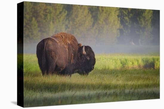 Bison in Morning Light-Sandipan Biswas-Premier Image Canvas