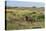 Bison in North Dakota Landscape-Galloimages Online-Premier Image Canvas