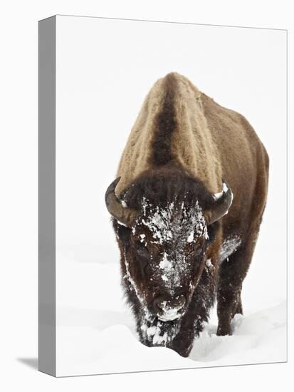 Bison in Snow, Yellowstone National Park, Wyoming-null-Premier Image Canvas
