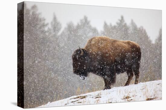 Bison in Snow-Jason Savage-Stretched Canvas