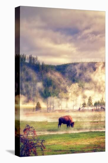 Bison in the Mist-Vincent James-Premier Image Canvas