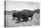 Bison in Wildlife Refuge-Philip Gendreau-Premier Image Canvas